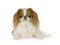 Japanese Chin Dog