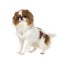 Japanese Chin Dog