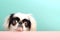 Japanese Chin dog puppy peeking over pastel bright background