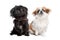 Japanese Chin and a pekingese dog