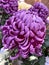 Japanese Chrysanthemums  autumn flowers  purple