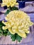 Japanese Chrysanthemums  autumn flowers yellow