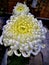 Japanese Chrysanthemums  autumn flowers yellow and white