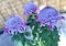 Japanese Chrysanthemums flowers purple