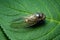 Japanese cicada on green leaf - Graptopsaltria nigrofuscata, the large brown cicada, called aburazemi in Japanese