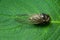 Japanese cicada on green leaf - Graptopsaltria nigrofuscata, the large brown cicada, called aburazemi in Japanese. Horizontal shot