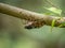 Japanese cicada on a tree branch 3