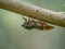 Japanese cicada on a tree branch 5
