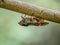 Japanese cicada on a tree branch 7