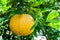 Japanese citrus fruit on tree