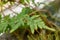 Japanese climbing fern or Lygodium Japonicum plant in Saint Gallen in Switzerland