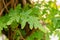 Japanese climbing fern or Lygodium Japonicum plant in Saint Gallen in Switzerland