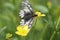 Japanese Clouded Apollo on buttercup