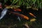 Japanese colored carp in a garden of Takayama Japan