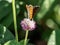 Japanese copper butterfly on Amaranth Flower