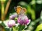 Japanese copper butterfly on Amaranth Flower