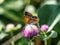 Japanese copper butterfly on Amaranth Flower