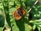 Japanese copper butterfly resting on a leaf 2