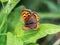 Japanese copper butterfly resting on a leaf