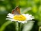 Japanese copper butterfly on a white daisy 1