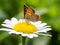 Japanese copper butterfly on a white daisy 2