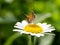 Japanese copper butterfly on a white daisy 3