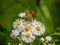 Japanese copper butterfly on white flowers