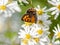 Japanese copper on white daisies