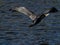 Japanese cormorant in flight over sakai river 1