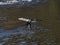 Japanese cormorant in flight over sakai river 2