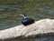 Japanese Cormorant resting on river cement slab 1