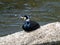 Japanese Cormorant resting on river cement slab 2