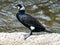 Japanese Cormorant resting on river cement slab 6