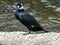 Japanese Cormorant resting on river cement slab 7