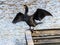 Japanese cormorant sunning its wings in a park