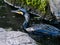 Japanese cormorant swimming in the Izumi River 3