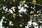 Japanese cornel (Cornus officinalis) flowers. Cornaceae deciduous tree.