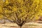 Japanese \'Cornelian\' Cherry Tree