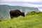 Japanese cow grazing on Matengai Cliffs on Oki Islands, Shimane, Japan, Unesco Global Geopark, Sea of Japan