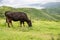 Japanese cow grazing on Matengai Cliffs on Oki Islands, Shimane, Japan, Unesco Global Geopark, Sea of Japan