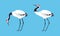 Japanese crane birds. White stork, egret, heron standing and dancing vector illustration