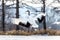 Japanese crane performs mating dance in the snow. Jumps high.