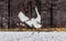 Japanese crane performs mating dance in the snow. Jumps high.