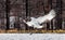 Japanese crane performs mating dance in the snow. Jumps high.