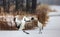 Japanese crane performs mating dance in the snow. Jumps high.