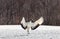 Japanese crane performs mating dance in the snow. Jumps high.