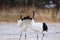 Japanese crane or Red-crowned Crane