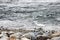 Japanese Crane walks on the rocky shore of the river