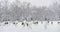 Japanese cranes in snowfall. The red-crowned crane. Scientific name: Grus japonensis, also called the Japanese crane or Manchurian