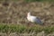 Japanese crested ibis at Sado island, Japan